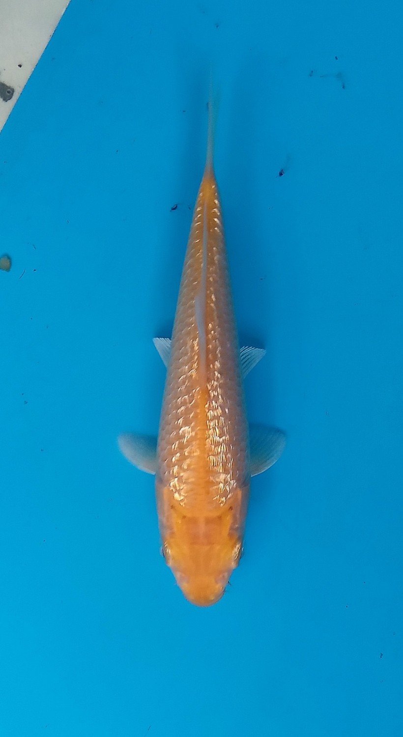 Juara 2