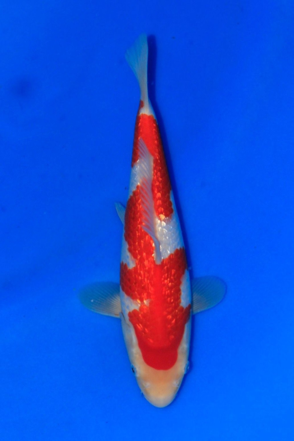 Juara 3