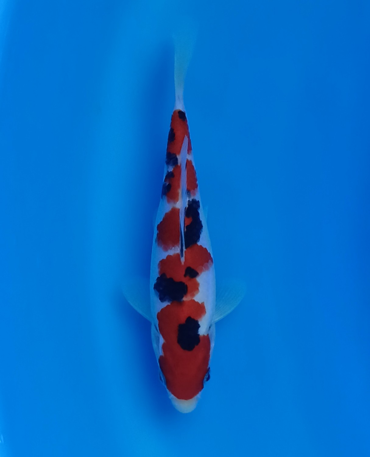 Juara 2