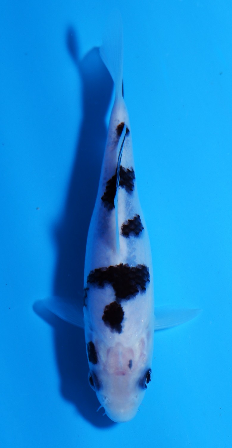Best In Size D 1 - 12 cm