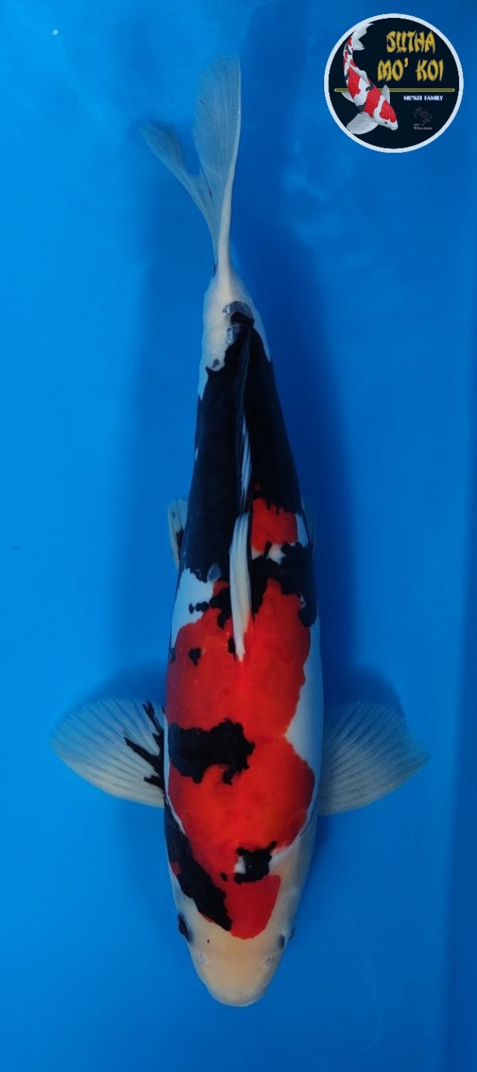 Juara 3