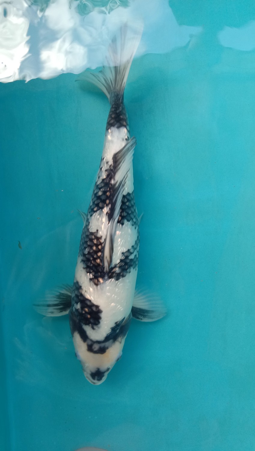 Juara 5