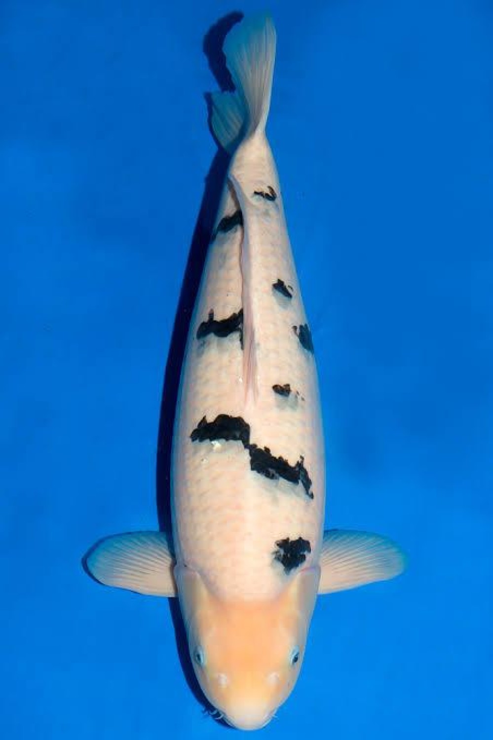 Juara 5