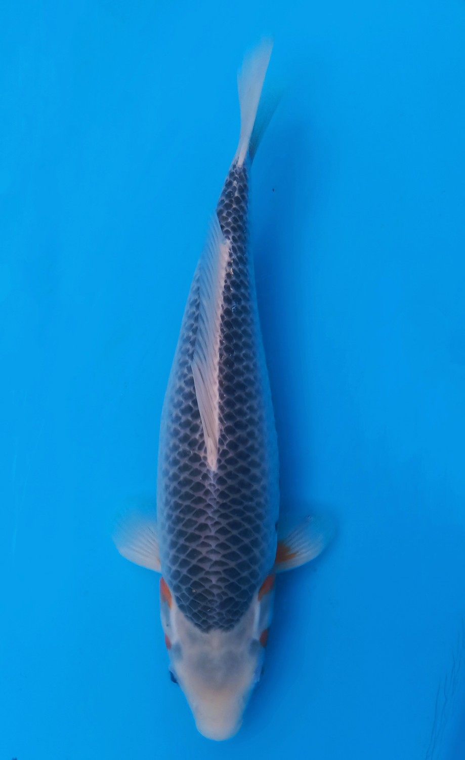 Juara 2