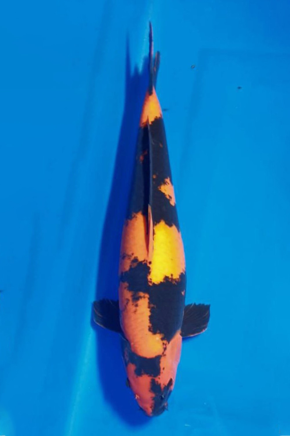 Juara 3
