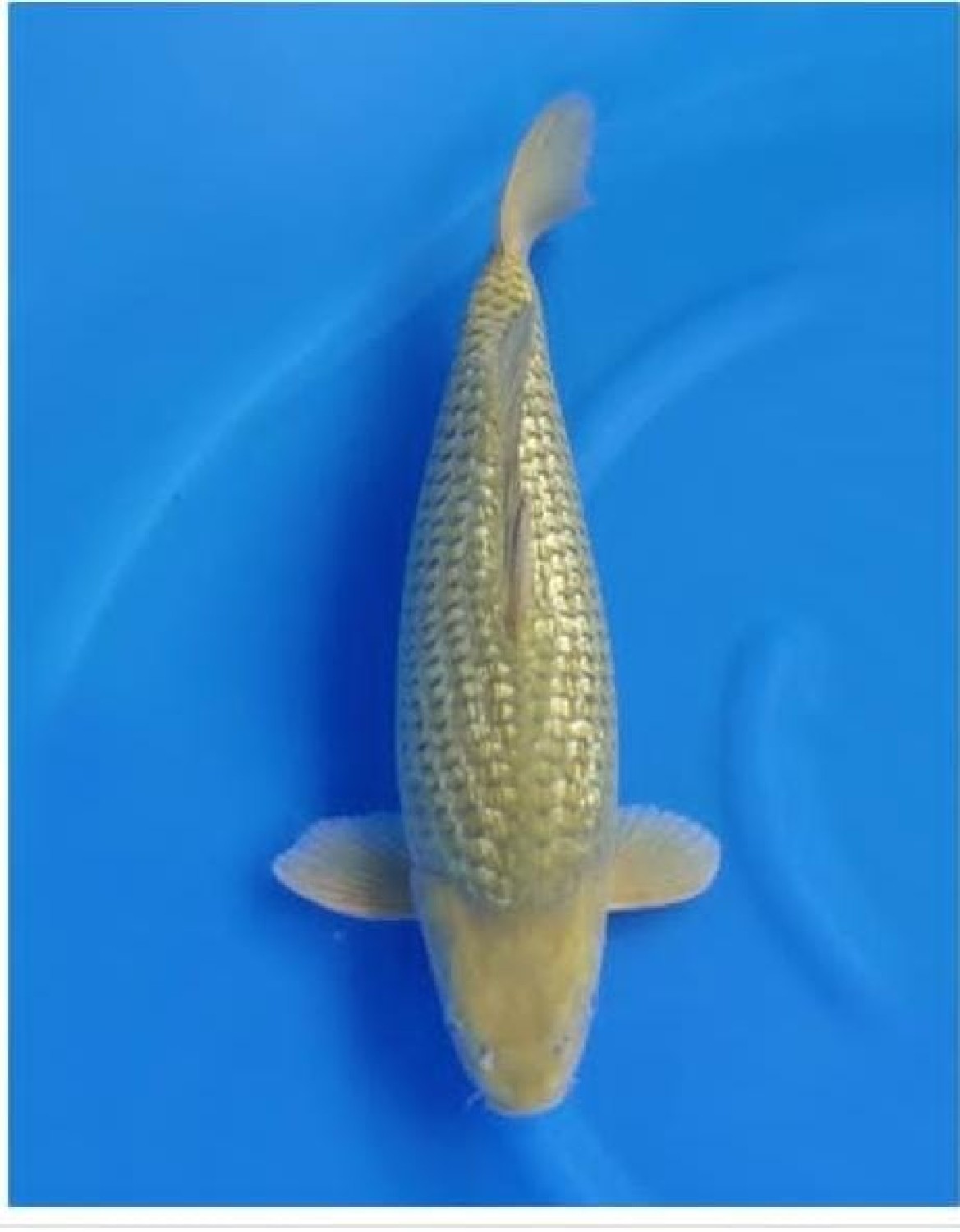 Best In Size E 51 - 55 cm
