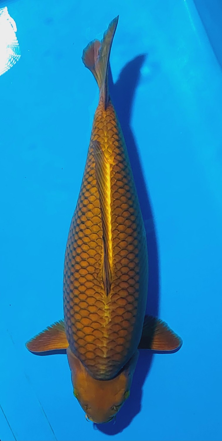 Juara 1