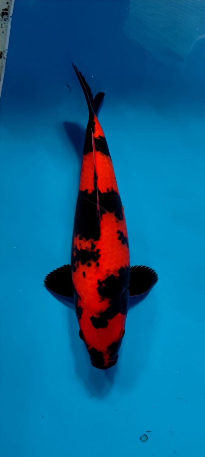 Juara 3