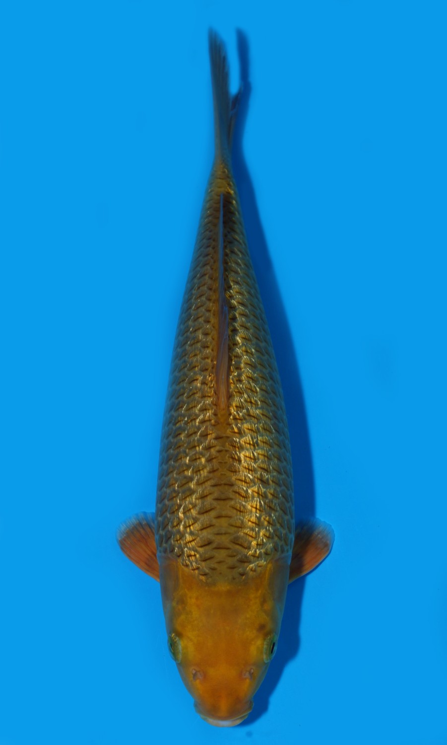 Juara 3