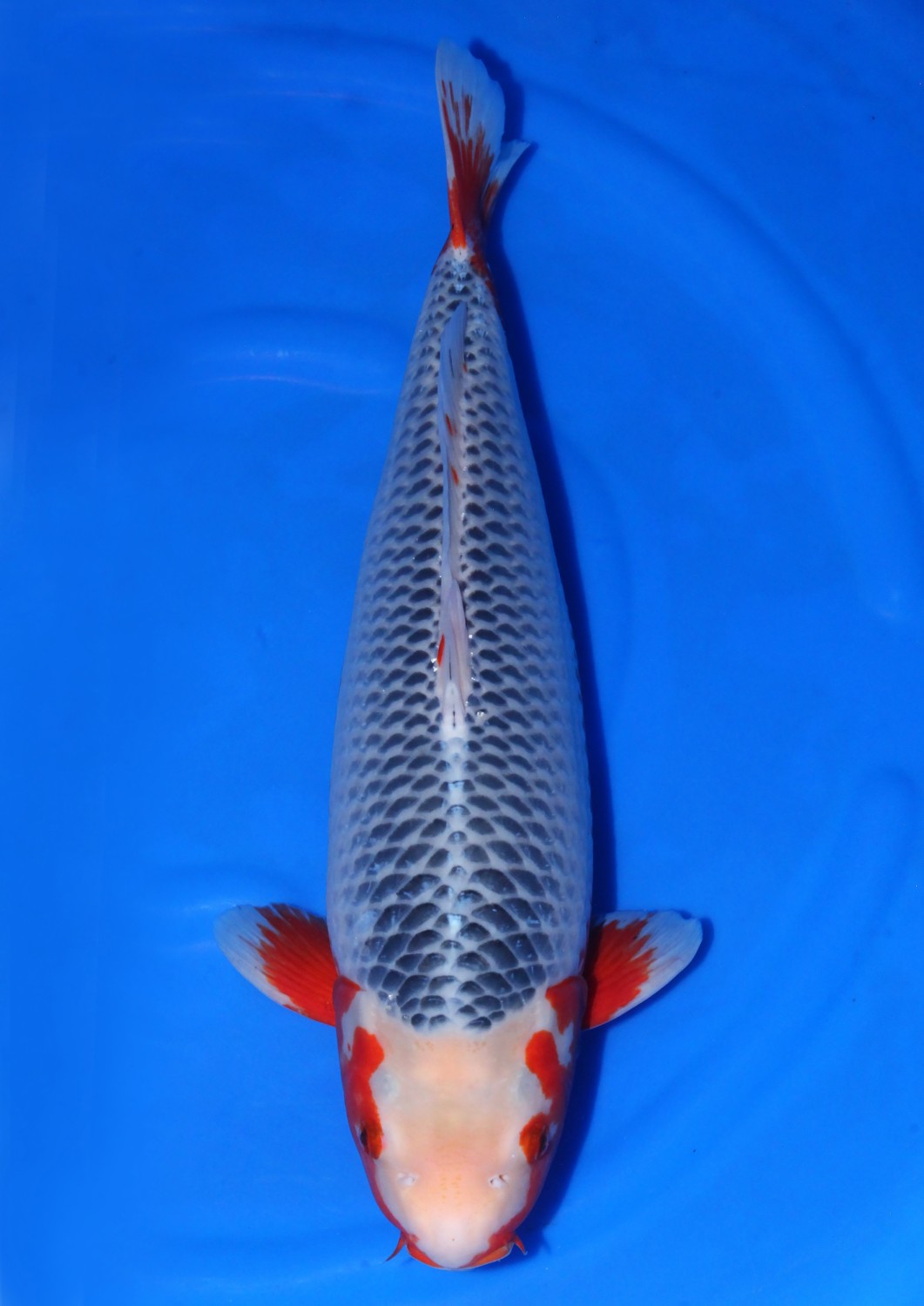 Juara 3