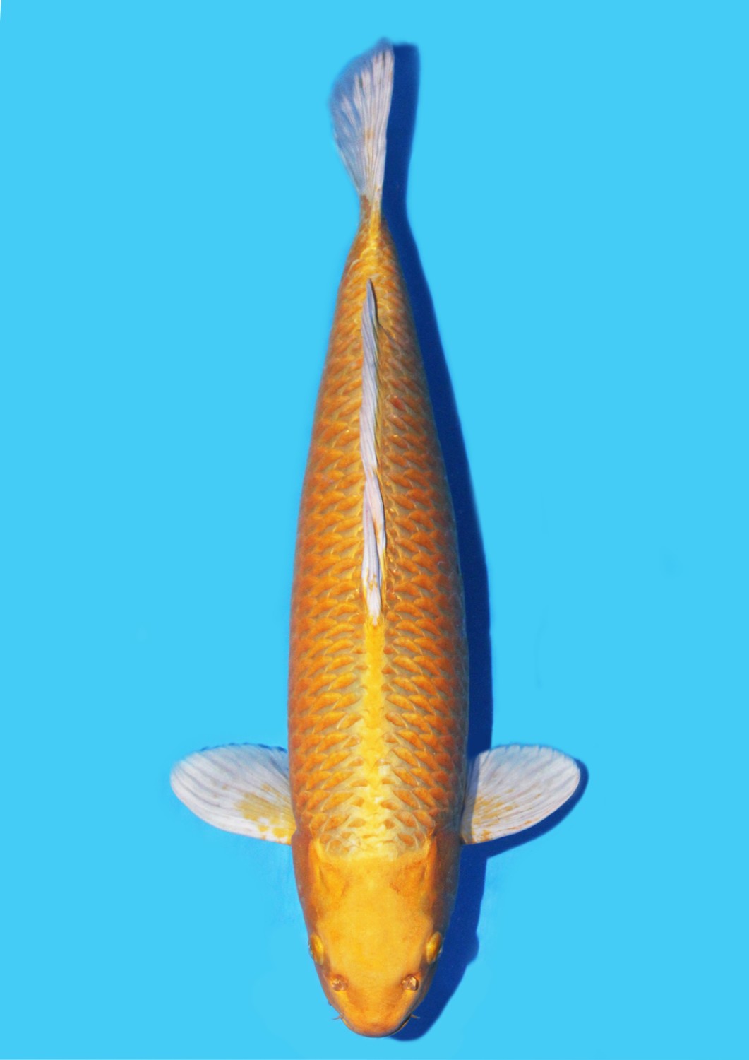 Juara 1