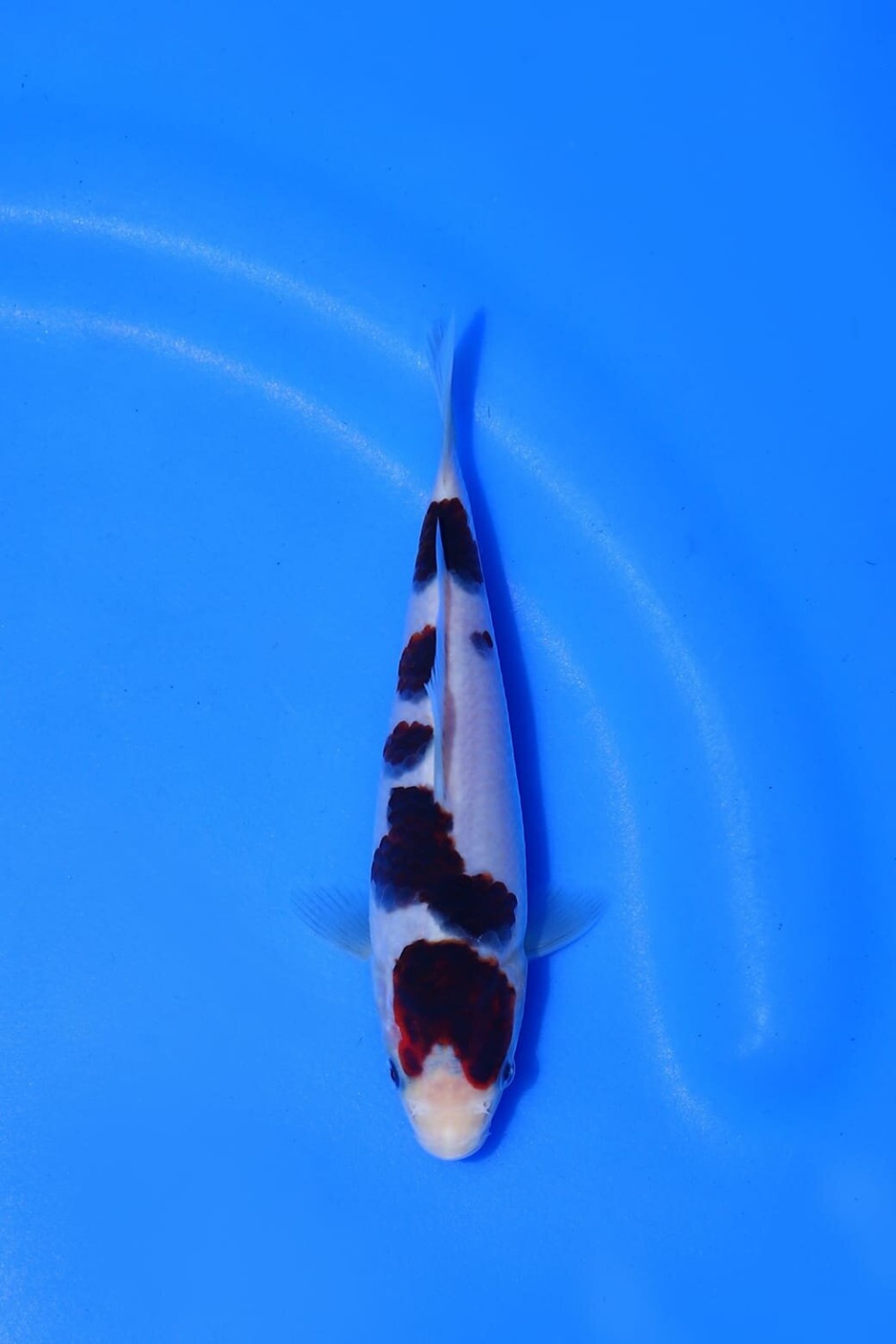 Juara 1