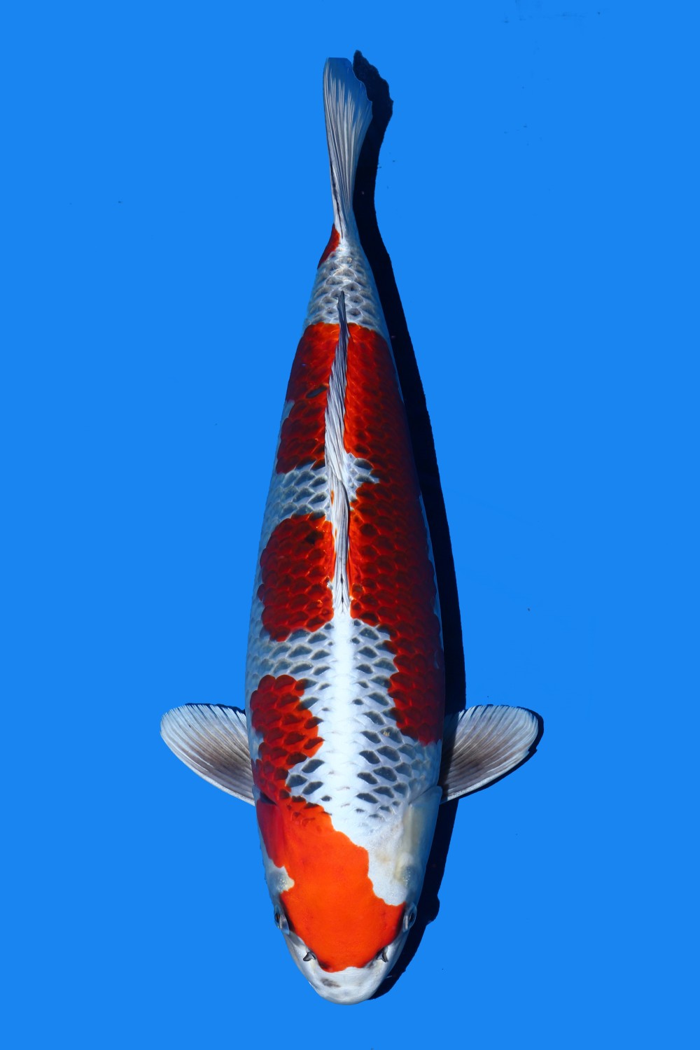 Juara 2