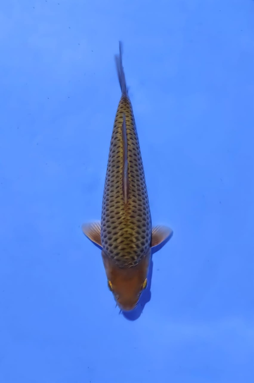 Best In Size E 16 - 20 cm