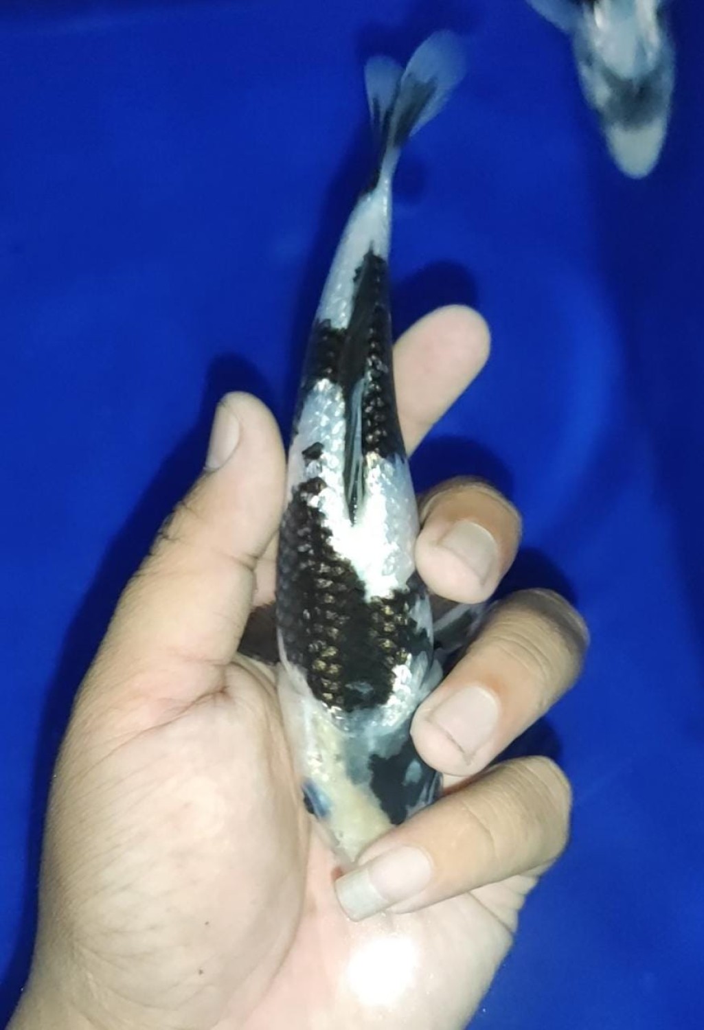 Juara 2