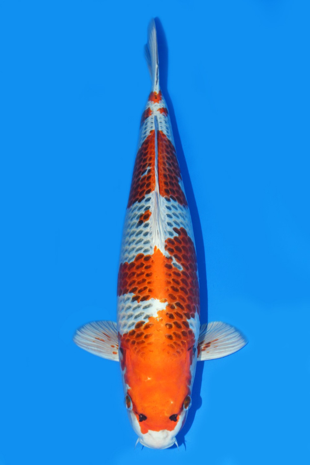 Juara 3