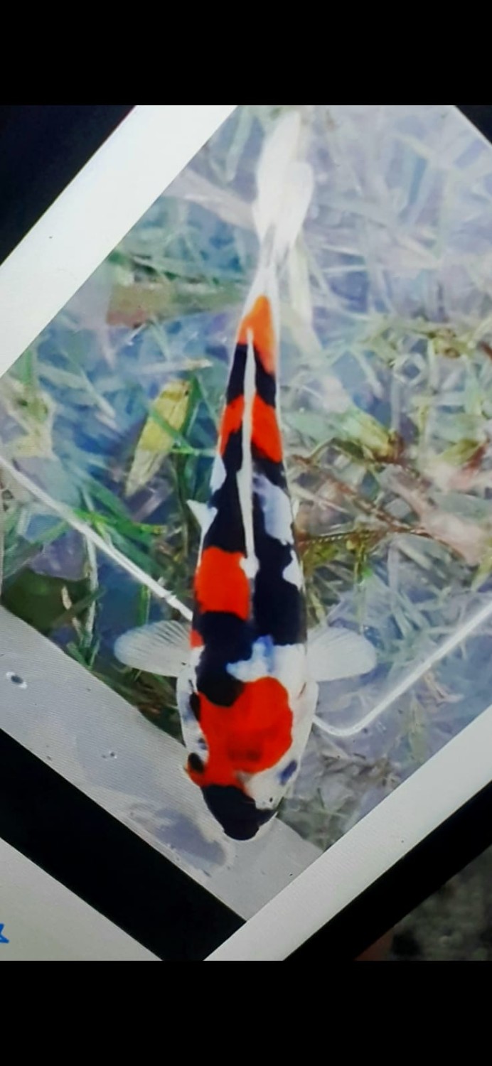 Juara 2