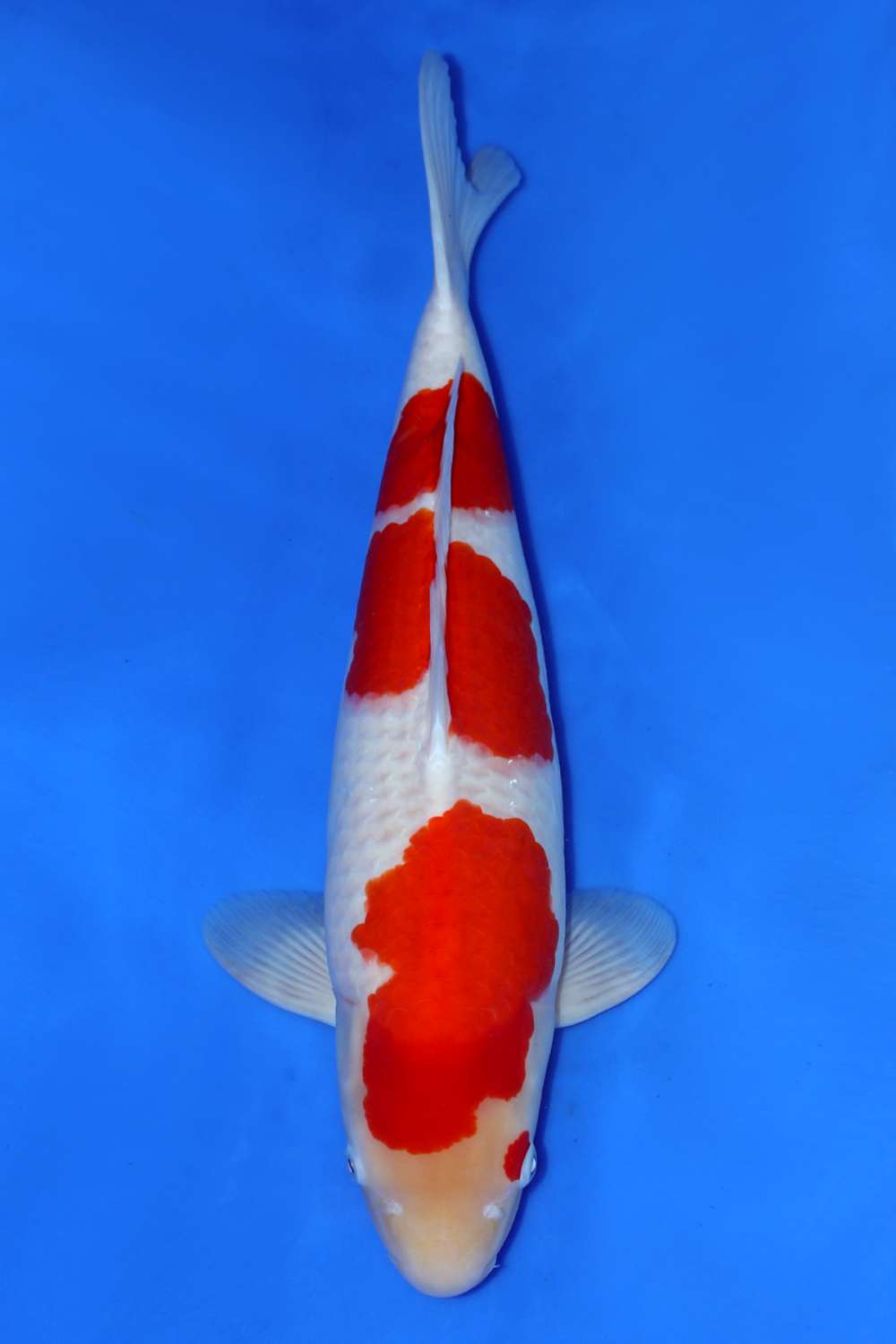 Juara 4