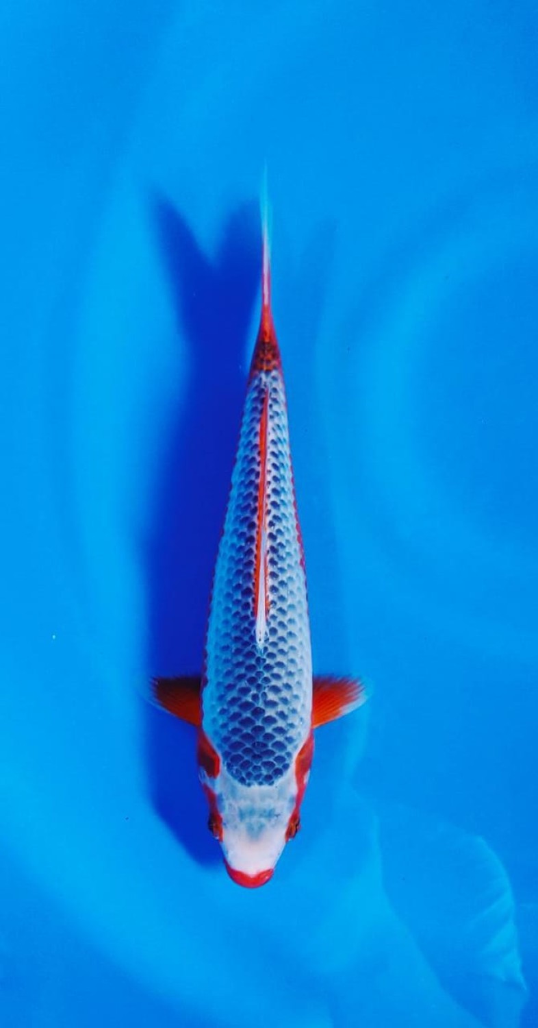 Juara 1