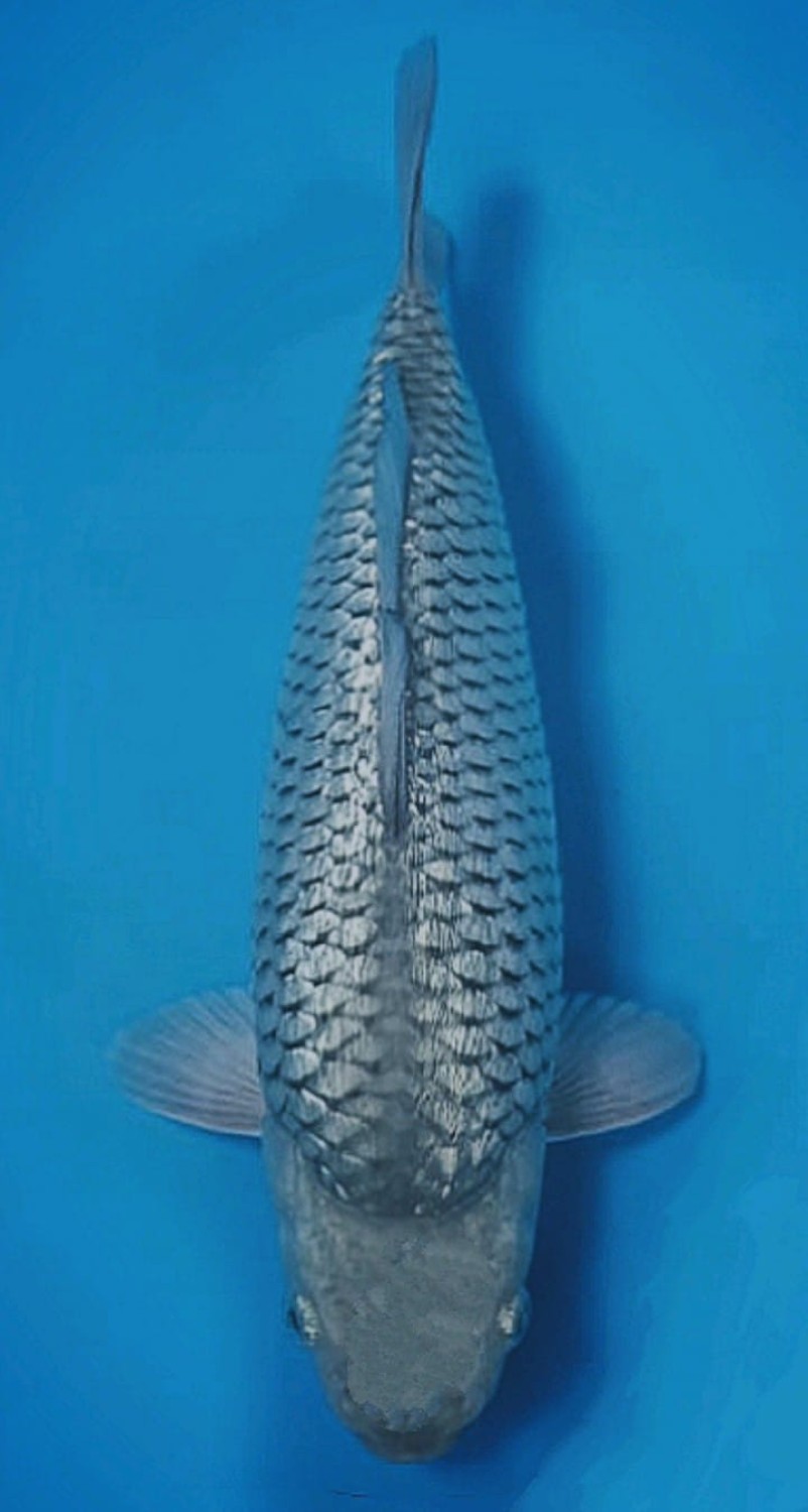Juara 1