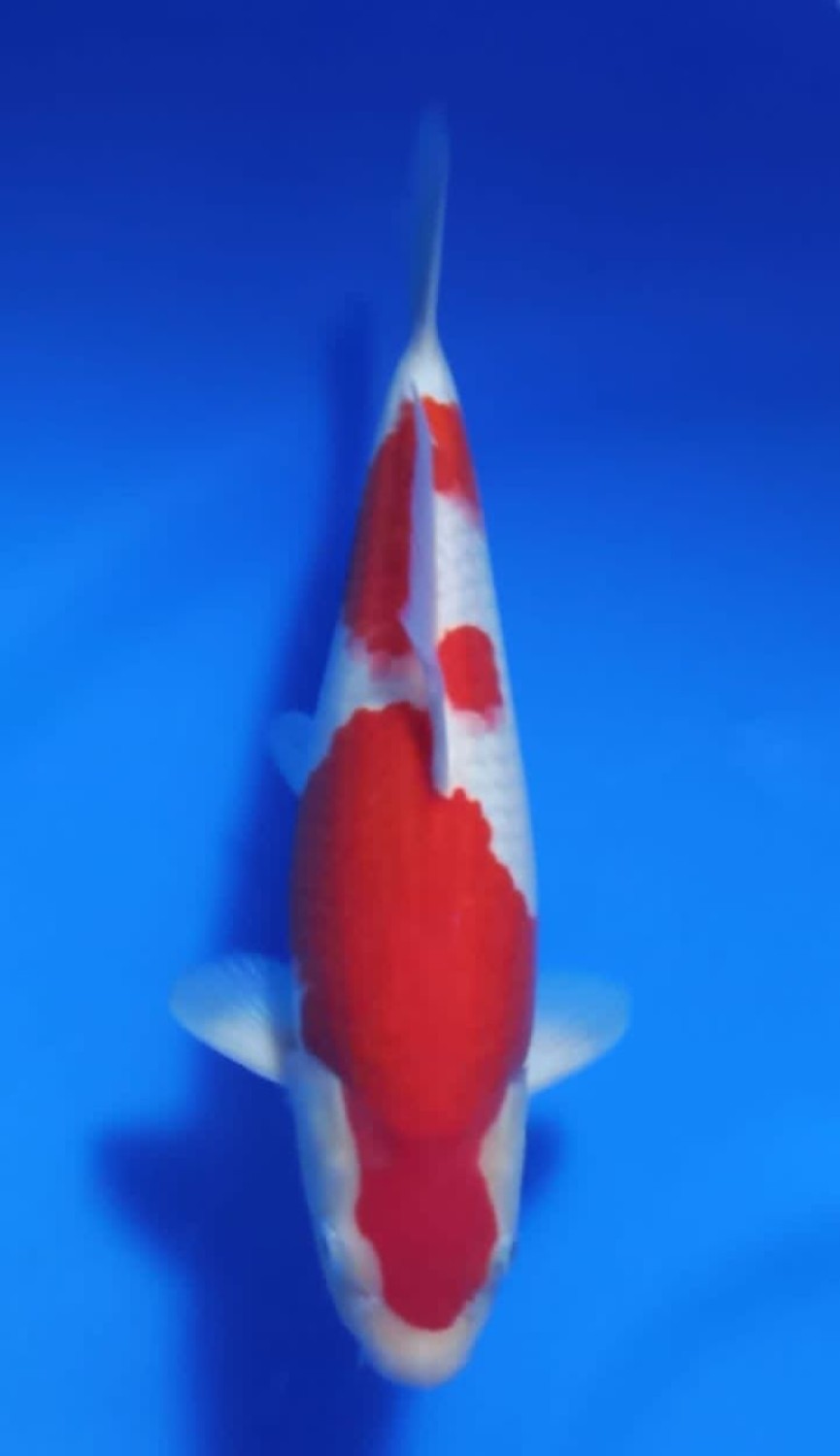 Juara 4
