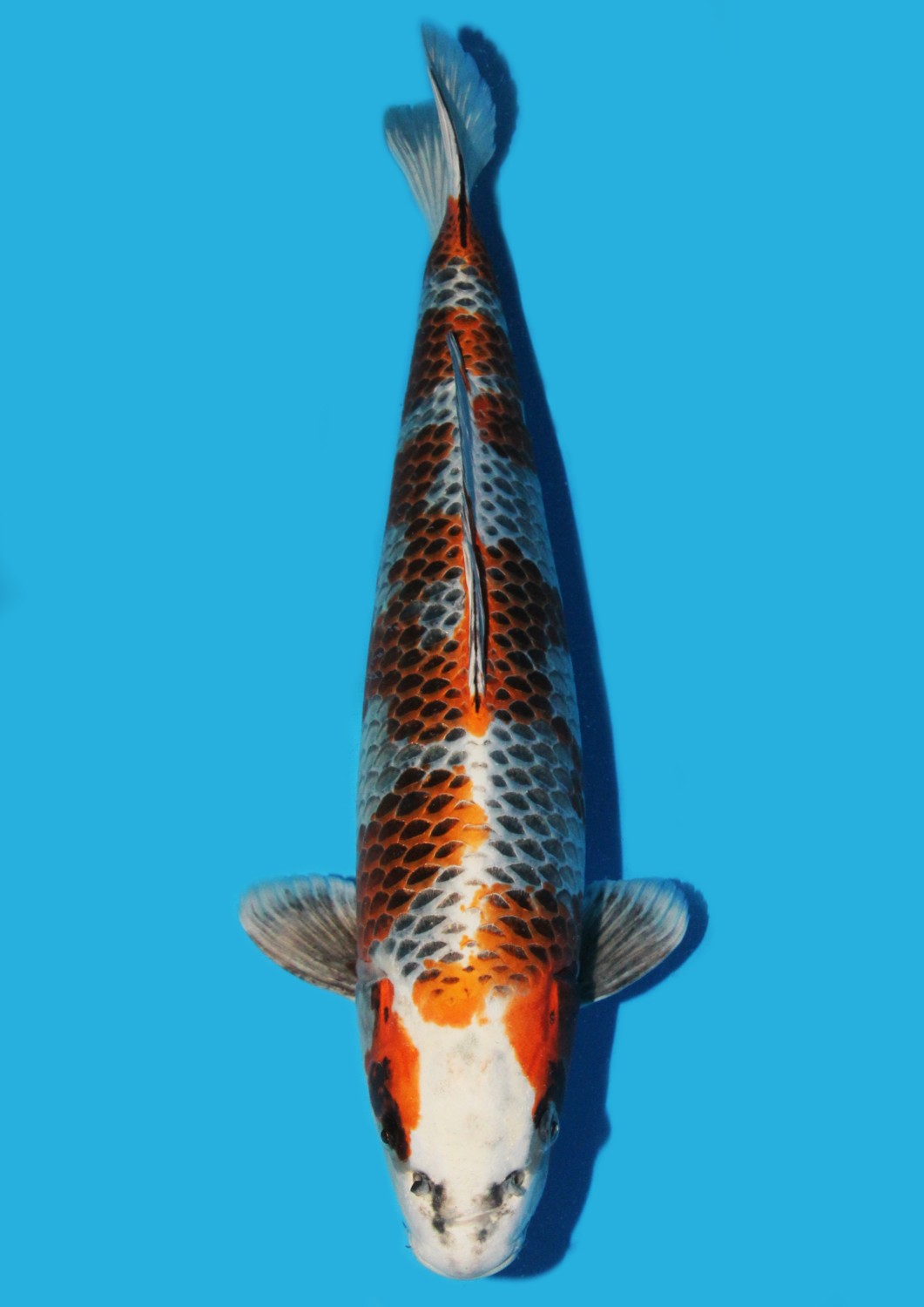 Juara 2