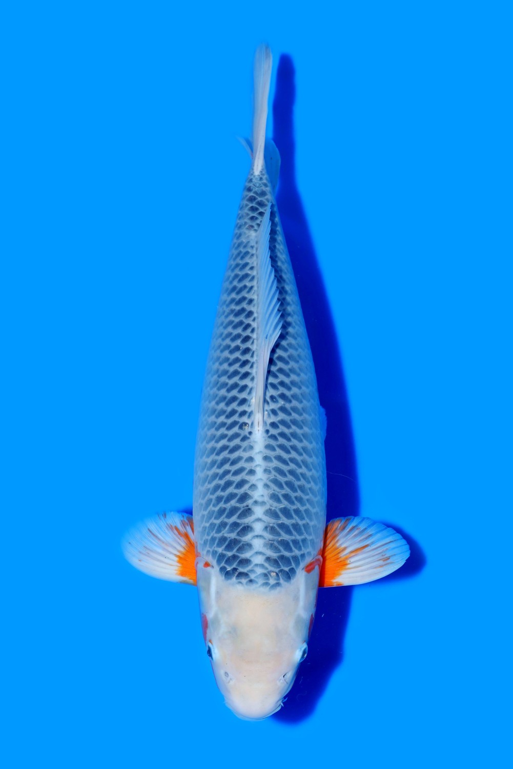 Juara 1