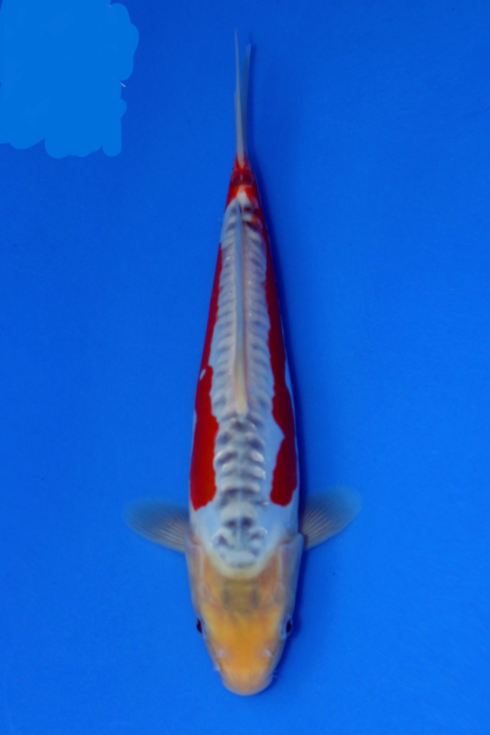Juara 5