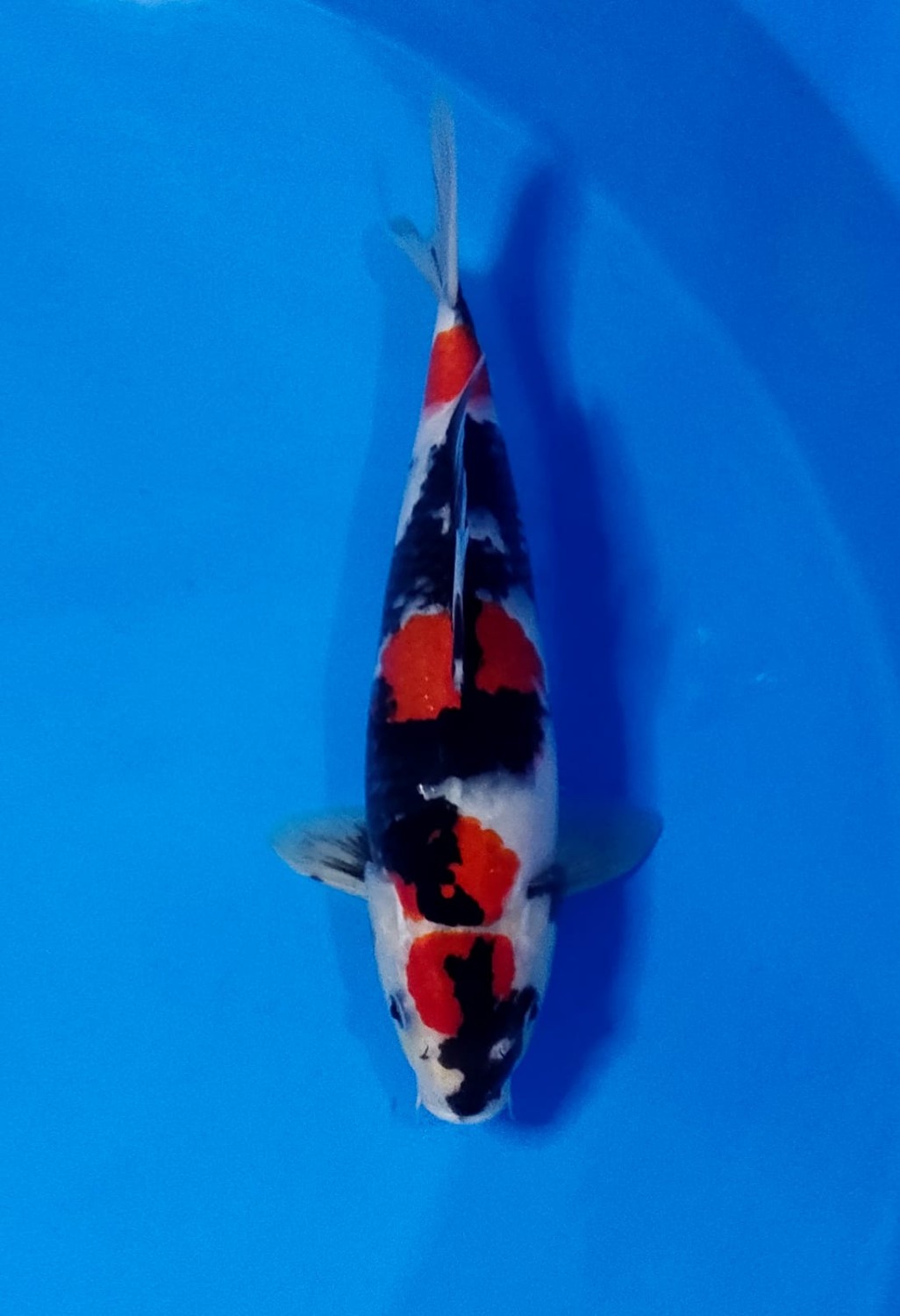 Juara 5