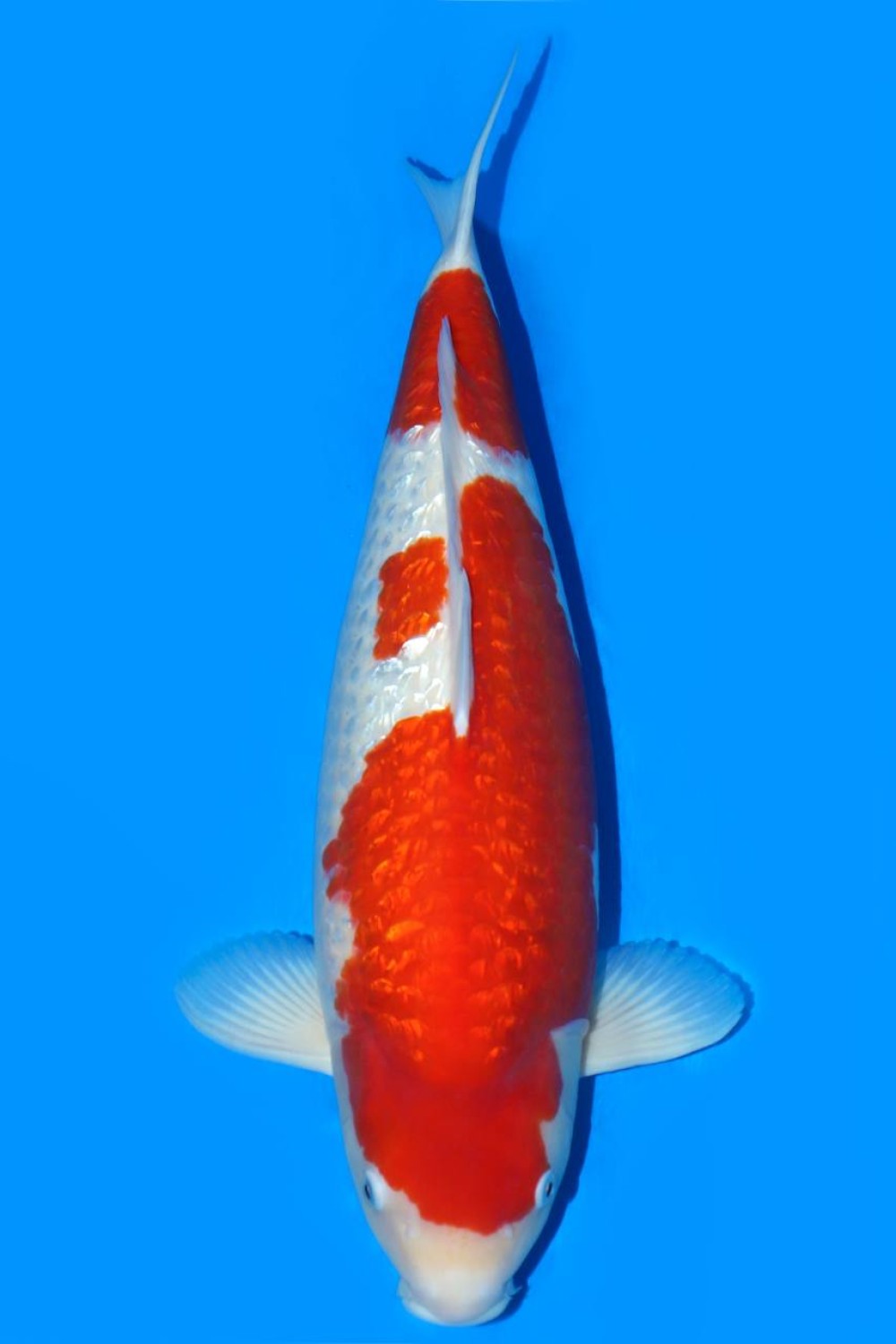 Best In Size B 56 - 60 cm