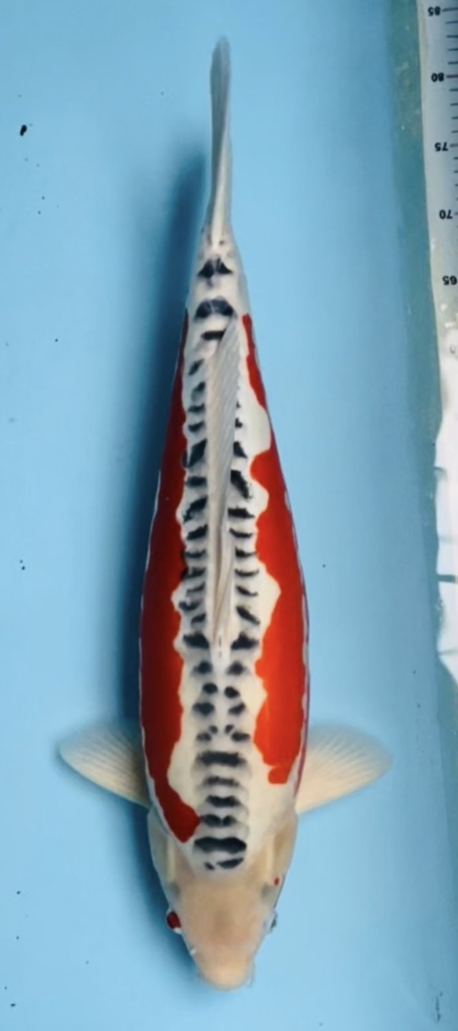 Juara 2