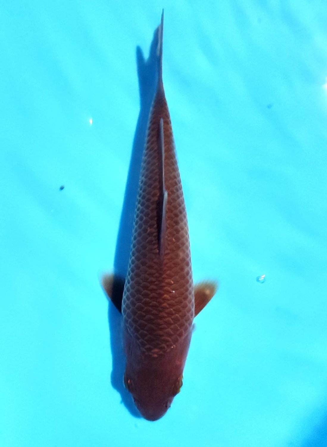 Juara 5
