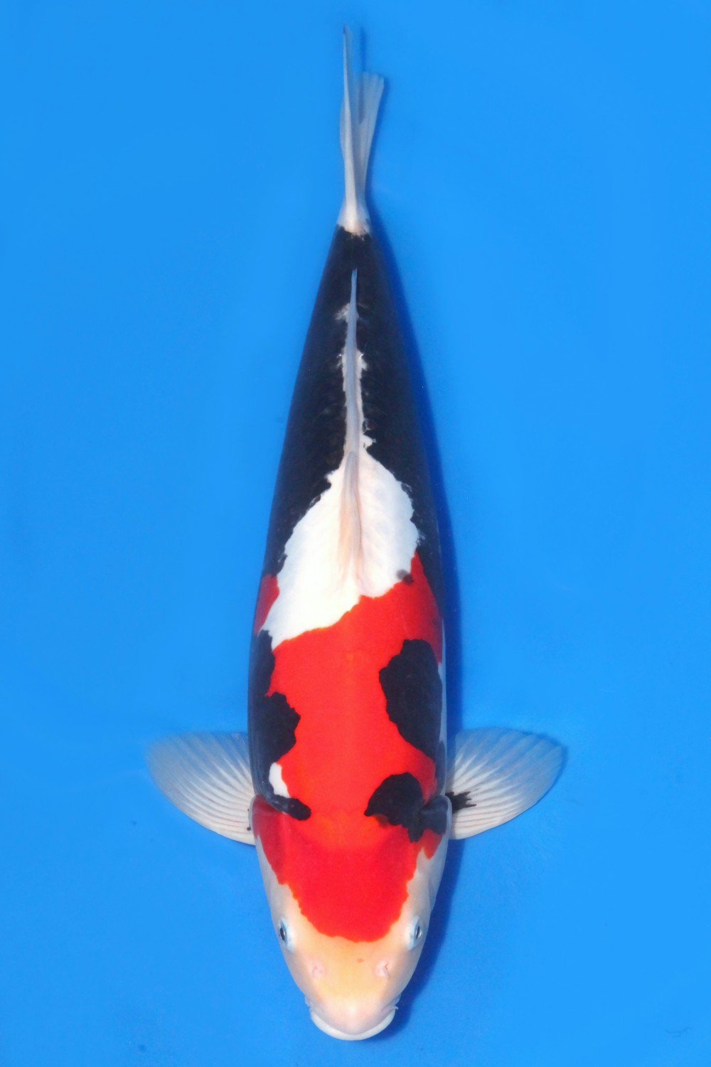 Juara 2