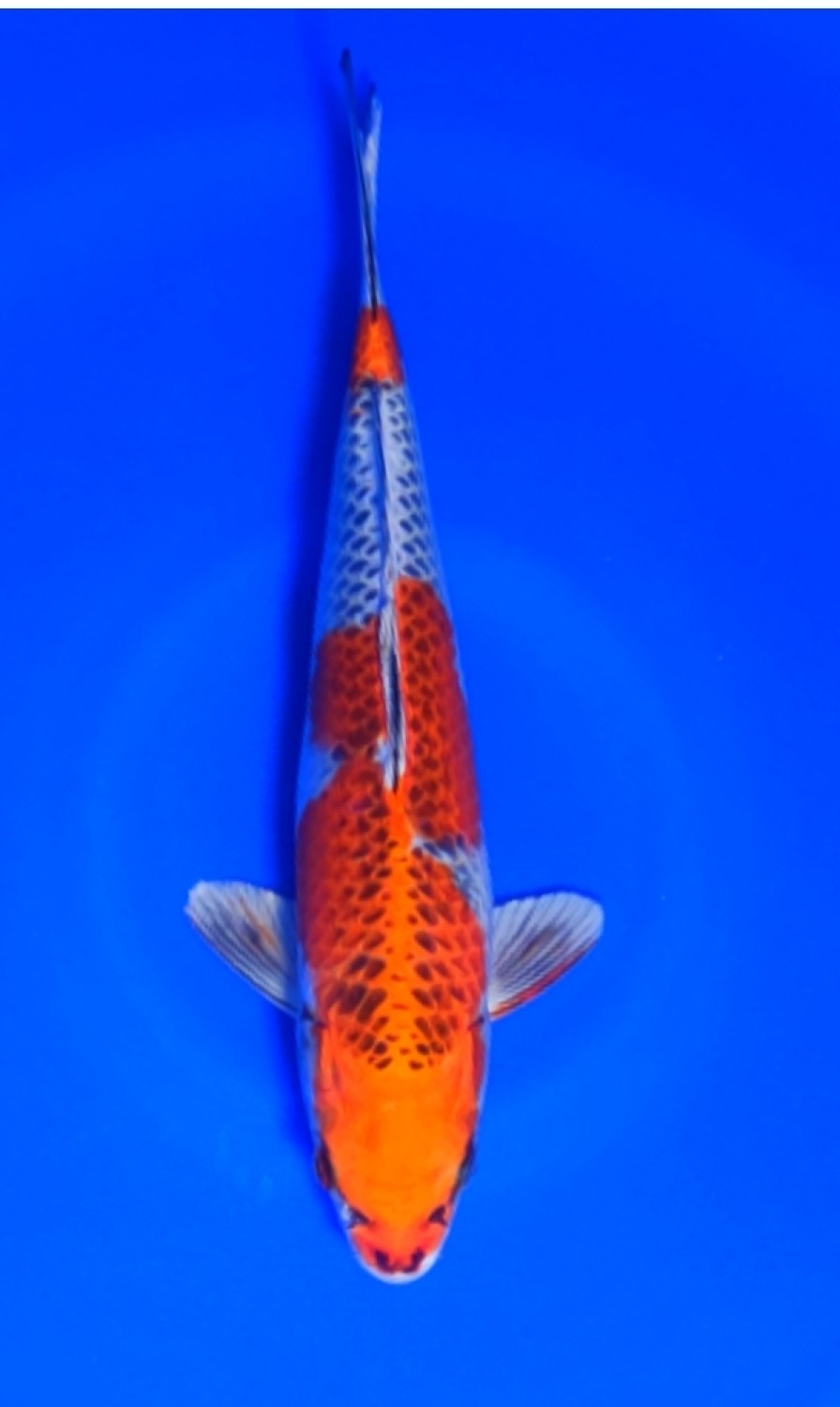 Juara 4