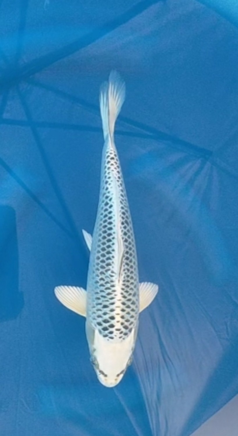 Juara 3