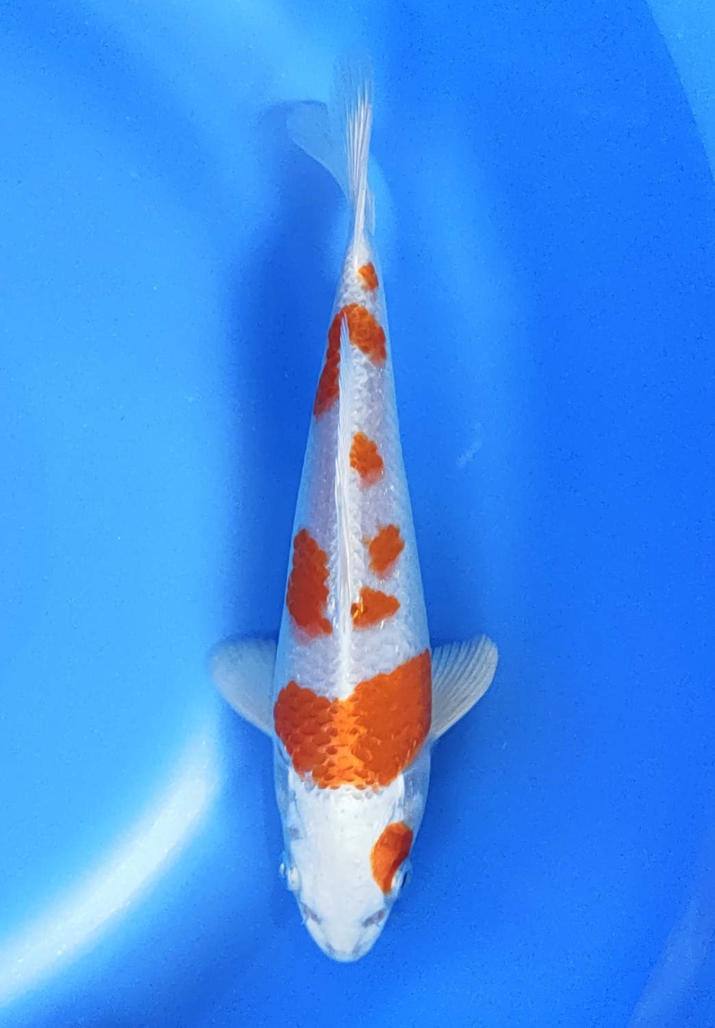 Juara 1