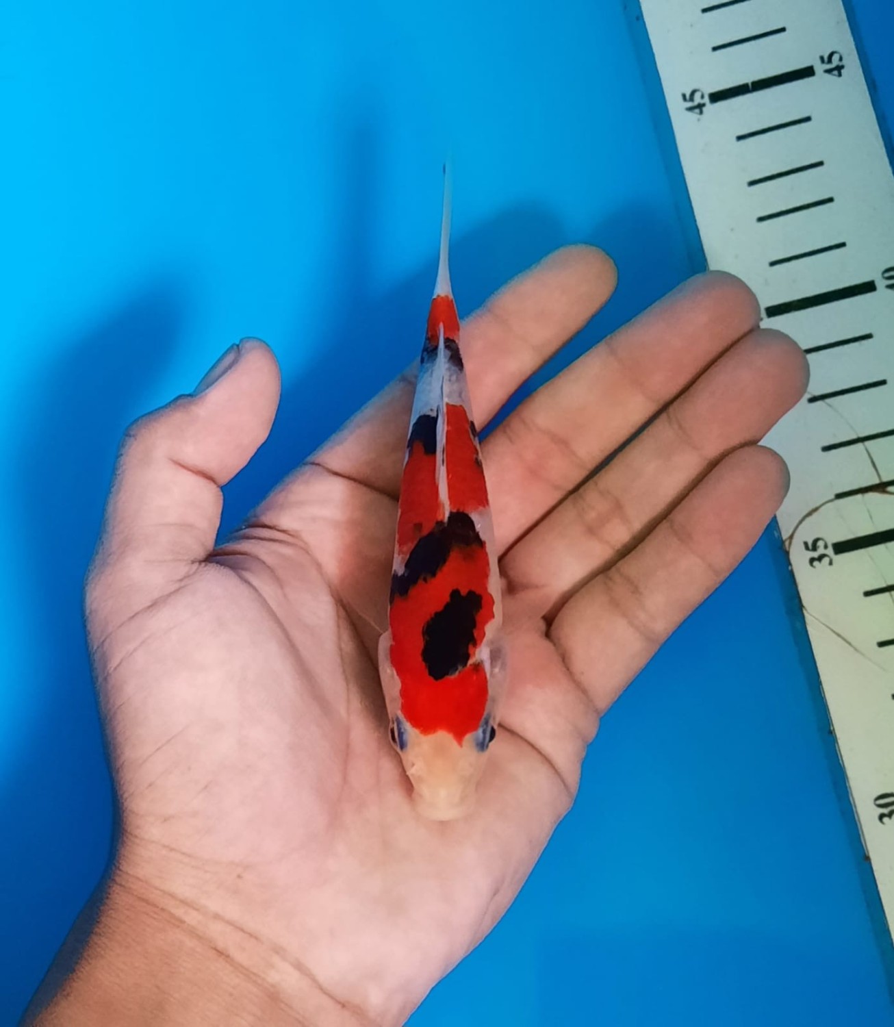 Juara 1