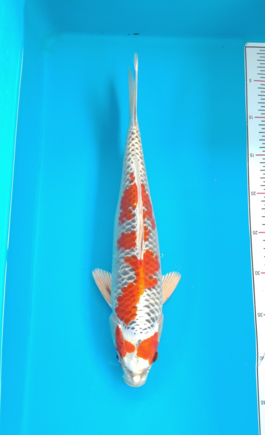 Juara 2