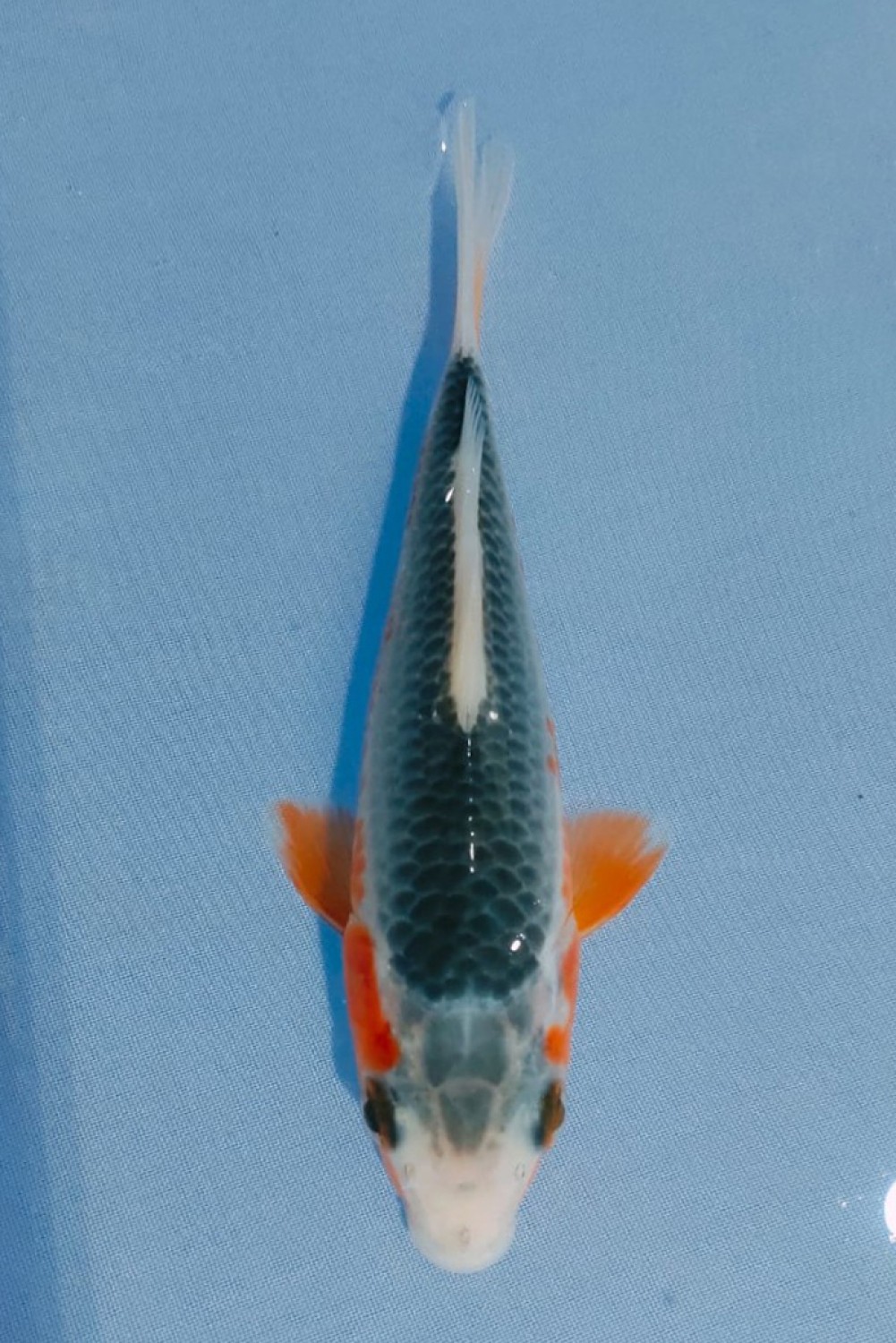 Juara 1
