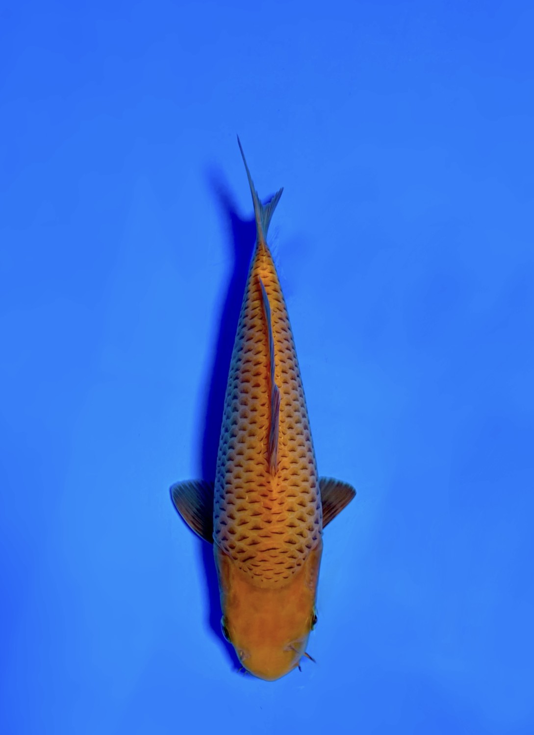 Juara 3