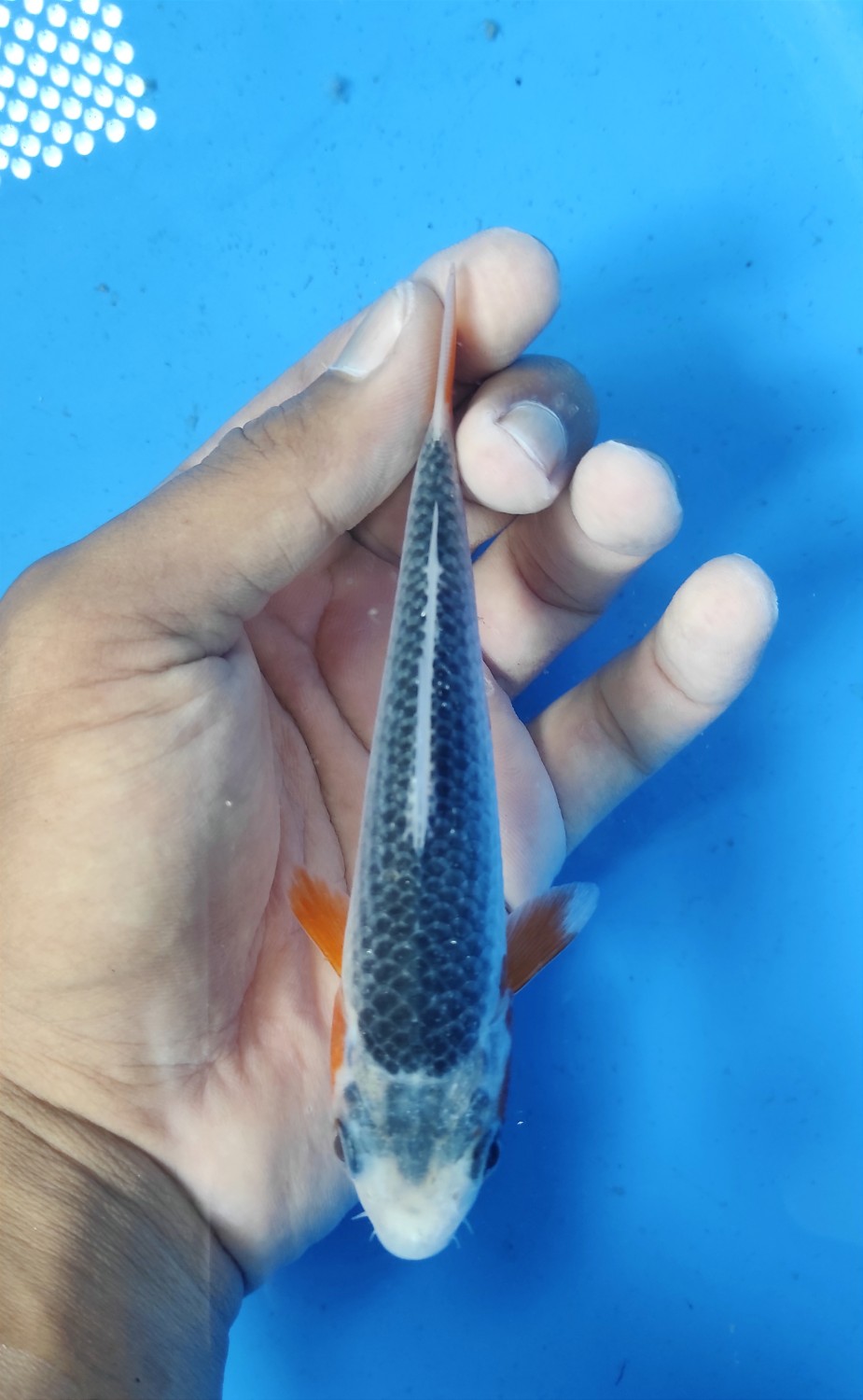 Juara 2
