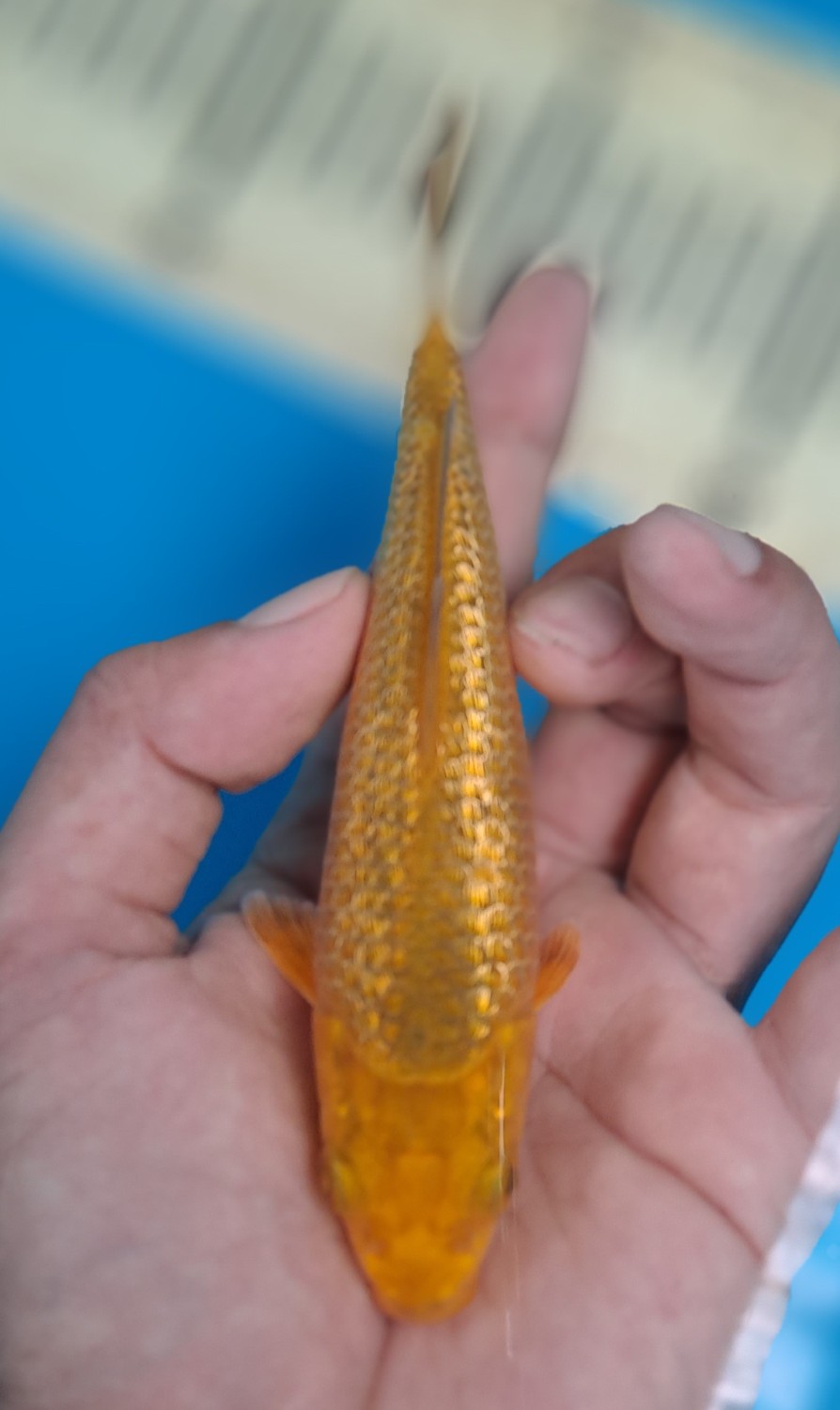 Juara 2