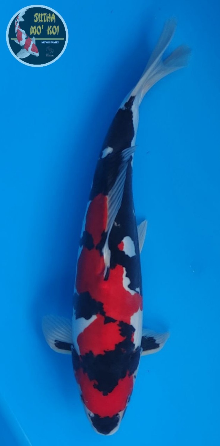 Juara 5