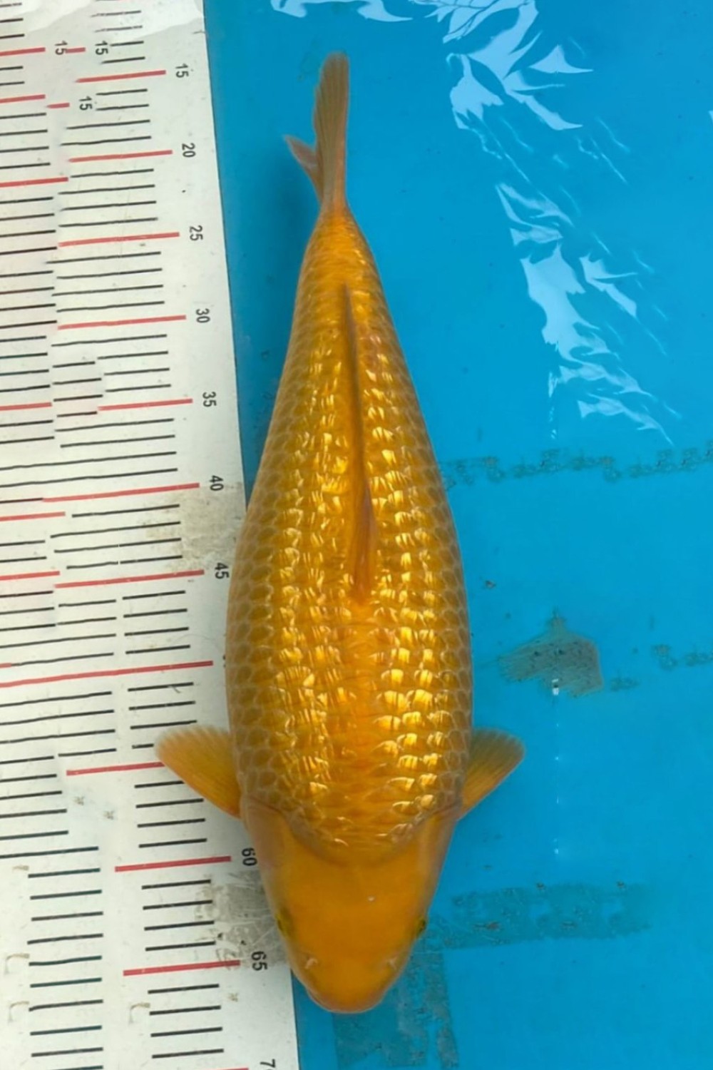 Juara 2