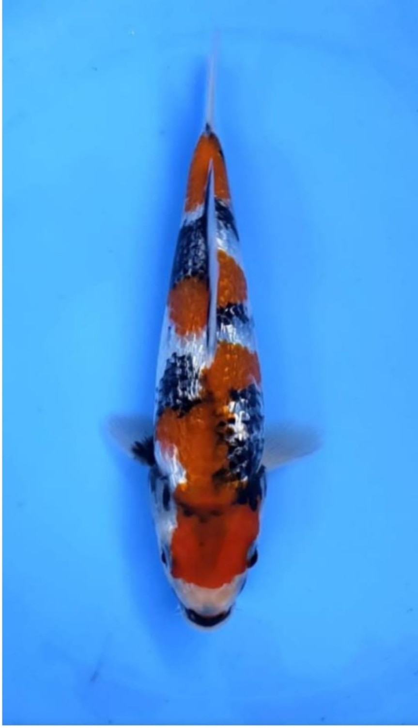 Juara 1