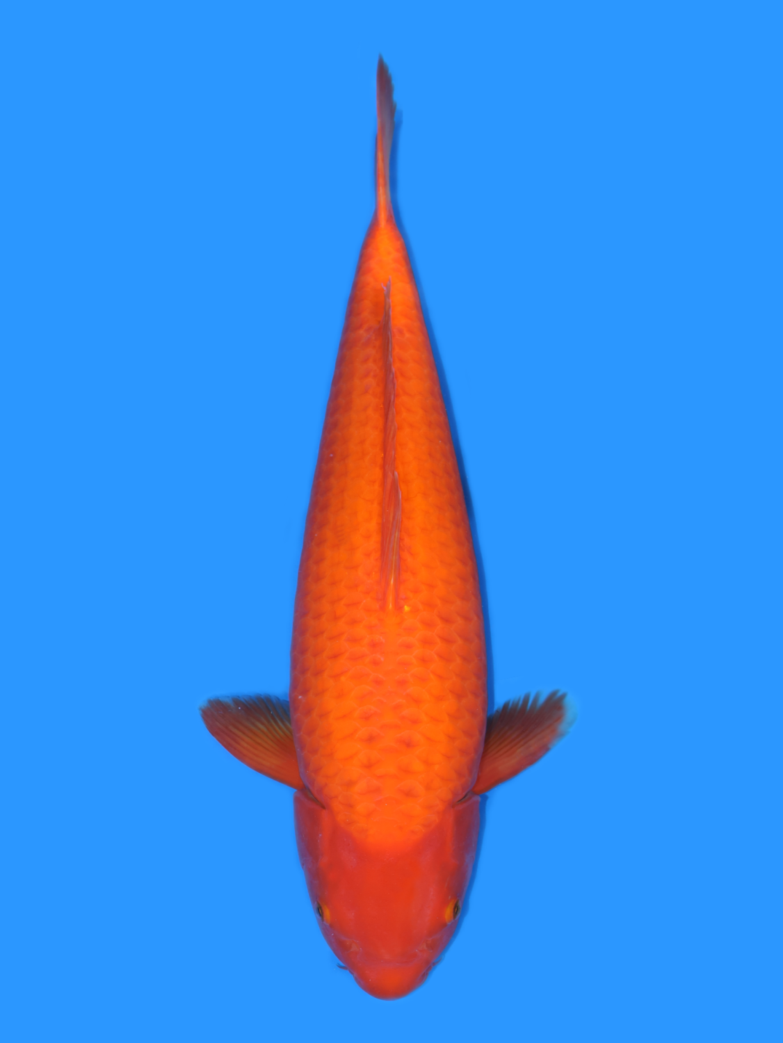 Juara 2