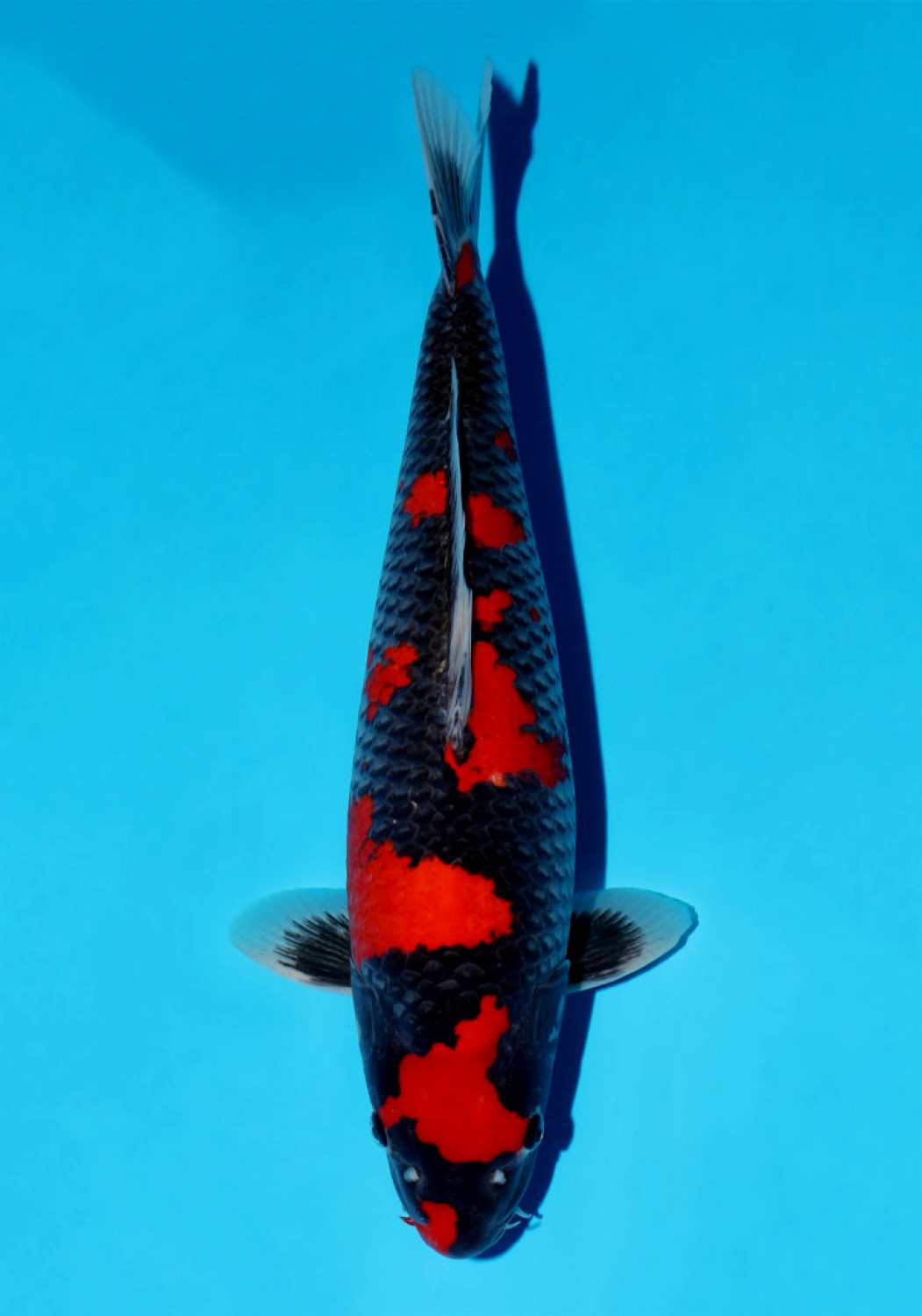 Best In Size B 51-55 Cm