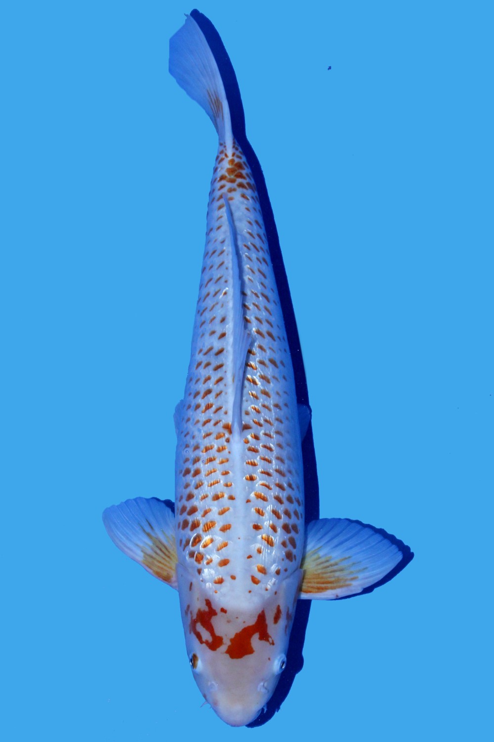 Juara 1