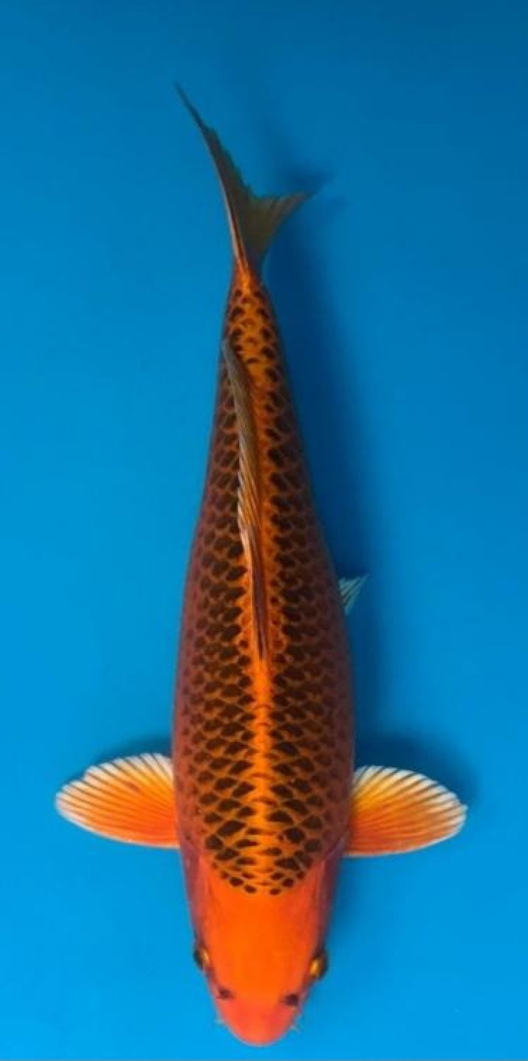 Juara 2