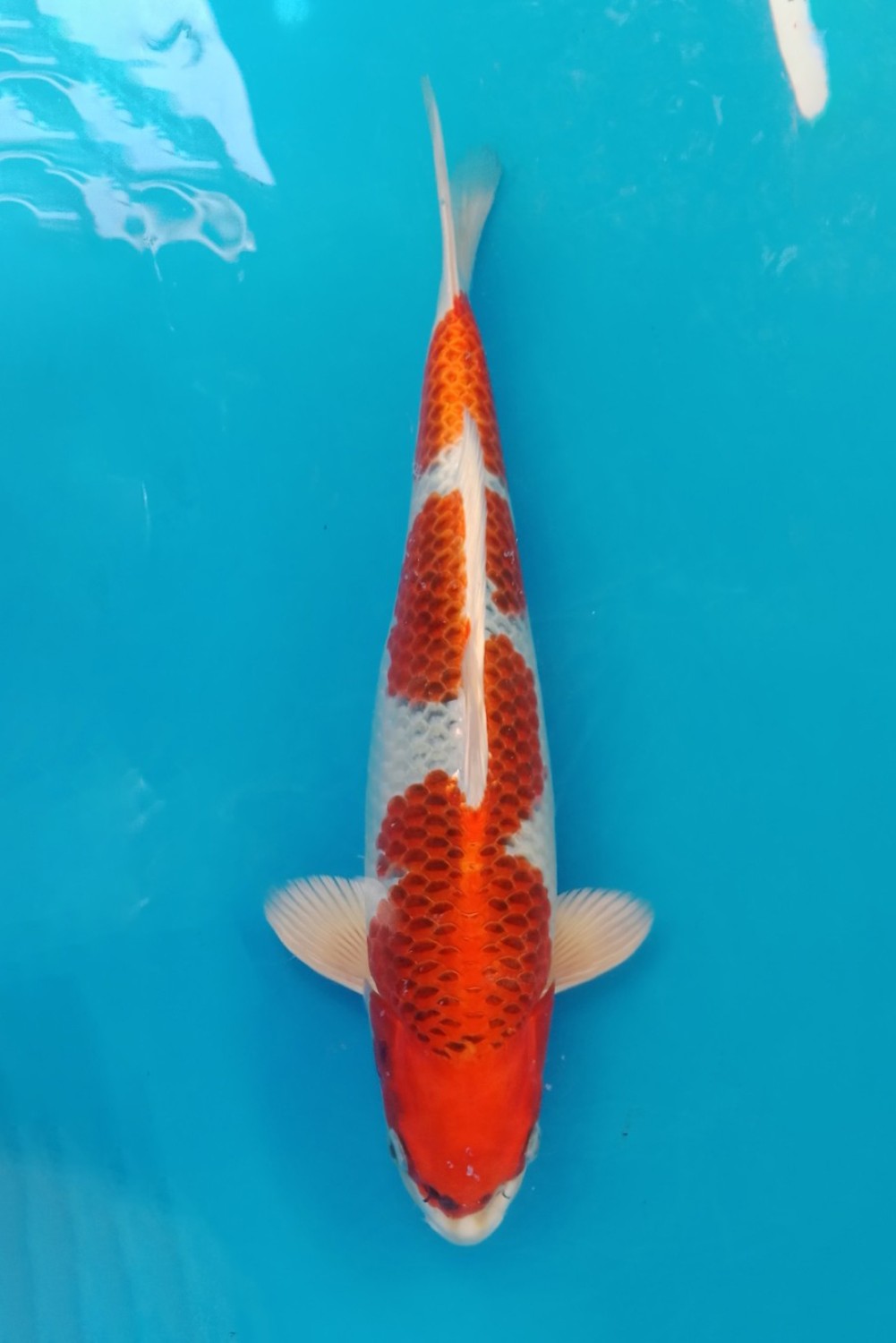 Juara 1